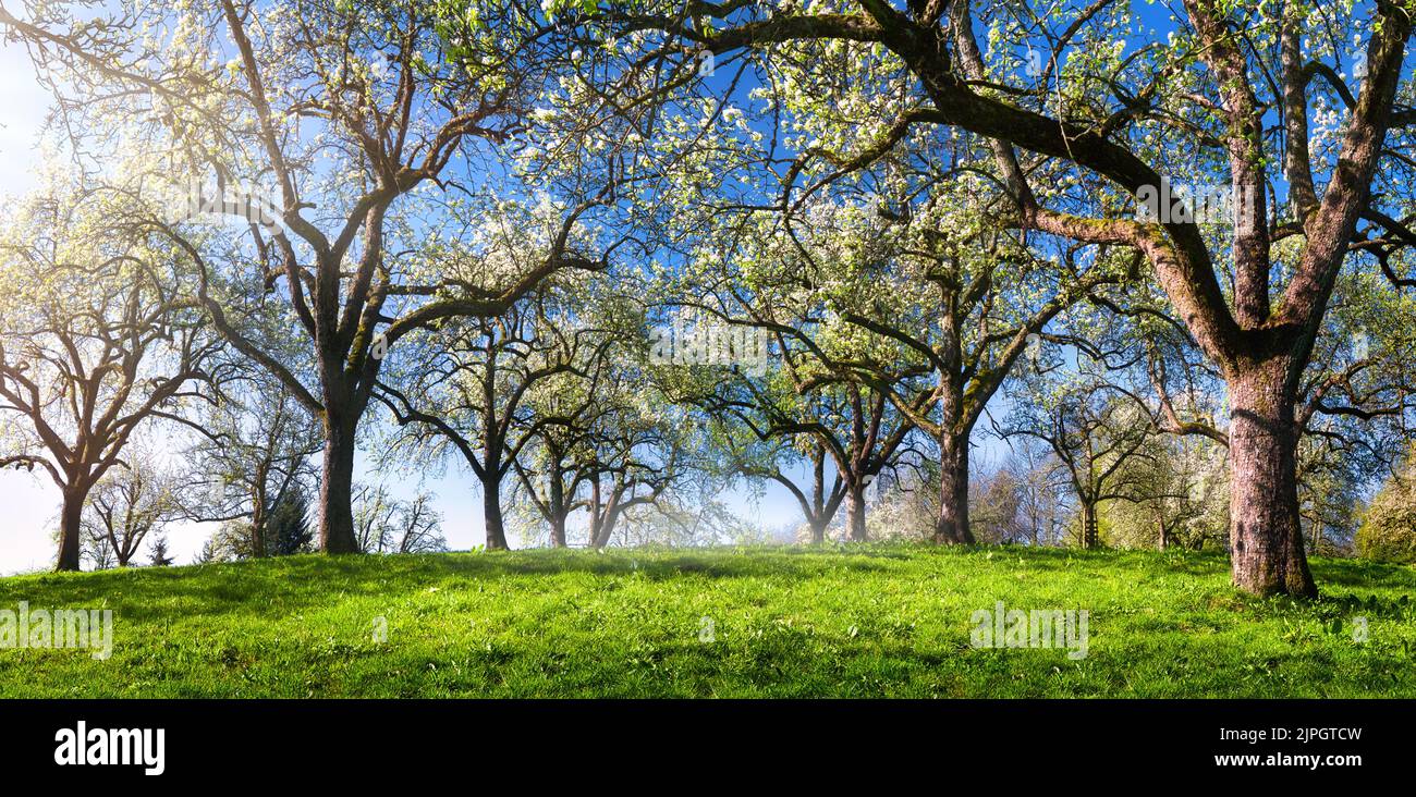 Tree blossom orchard meadow hi-res stock photography and images - Alamy