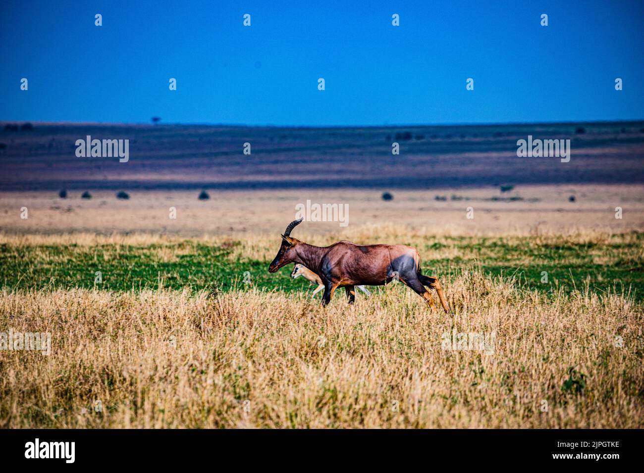 Damaliscus lunatus jimela is a subspecies of topi, and is usually just ...