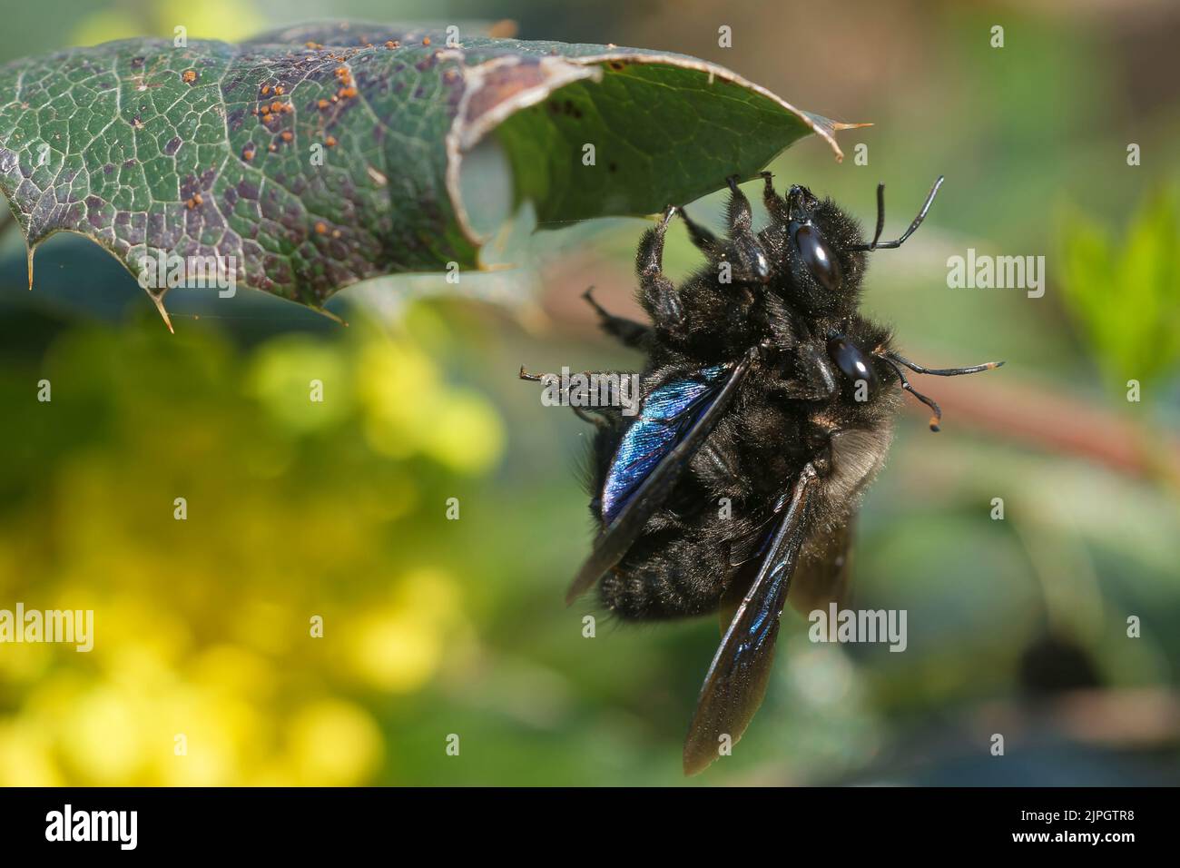 mating, violet carpenter bee, xylocopa violacea Stock Photo Alamy