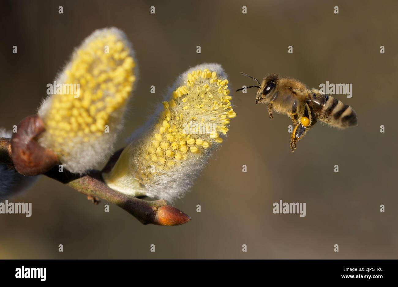 Pollen Honey Bee Pollens Honey Bees Stock Photo Alamy Pollen Honey Bee Pollens Honey Bees Stock Photo Alamy