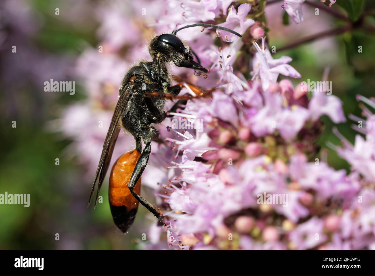 red-banded sand wasp, sphecidae, ammophila sabulosa Stock Photo - Alamy