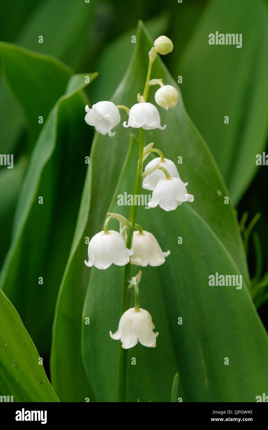 lily of the valley, lily of the valleys Stock Photo Alamy