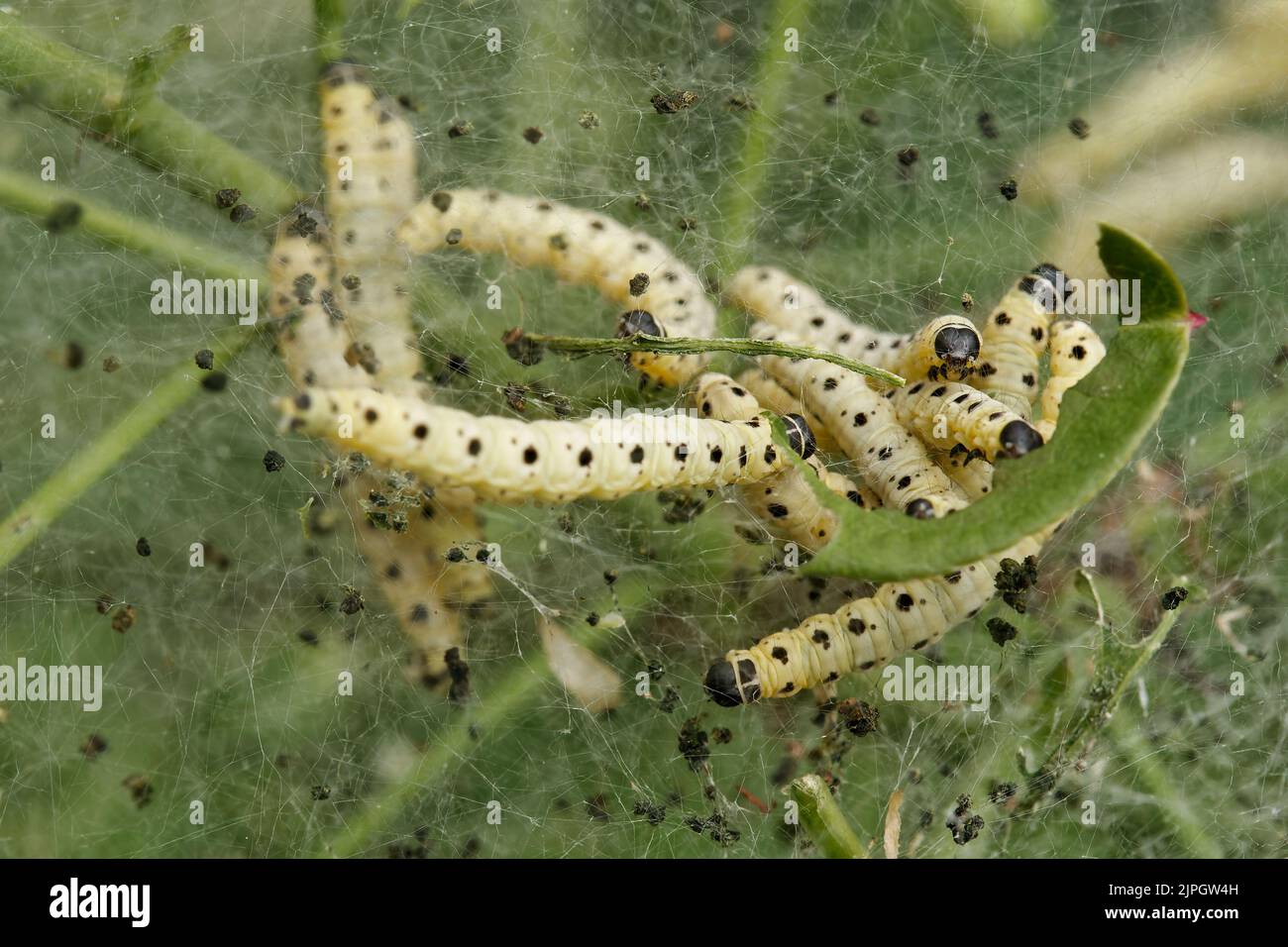 infestation, ermine moth, infestations, ermine moths Stock Photo Alamy