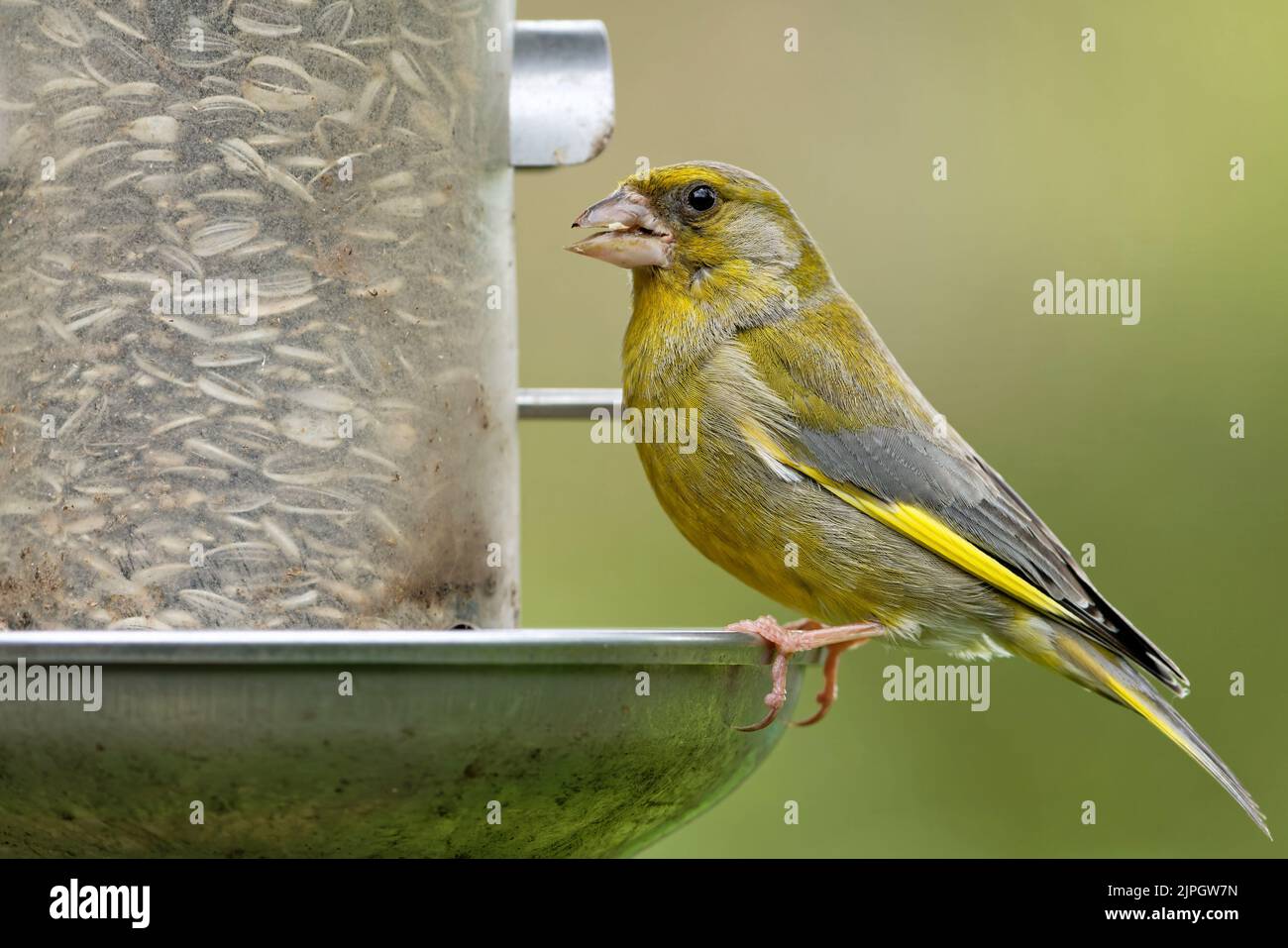 green finch, winter feeding, stieglitzartige, green finchs, feeding