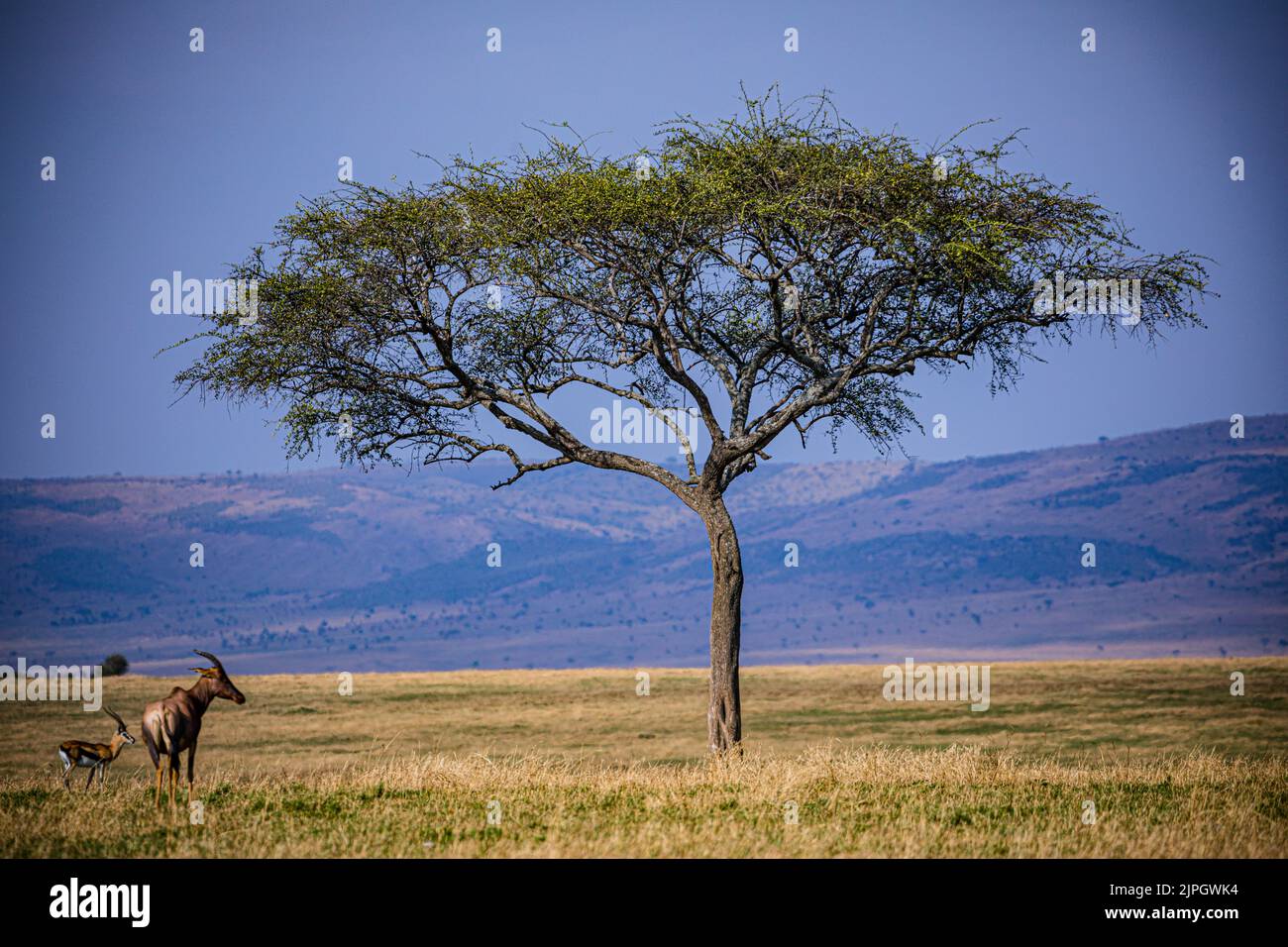 Damaliscus lunatus jimela is a subspecies of topi, and is usually just ...