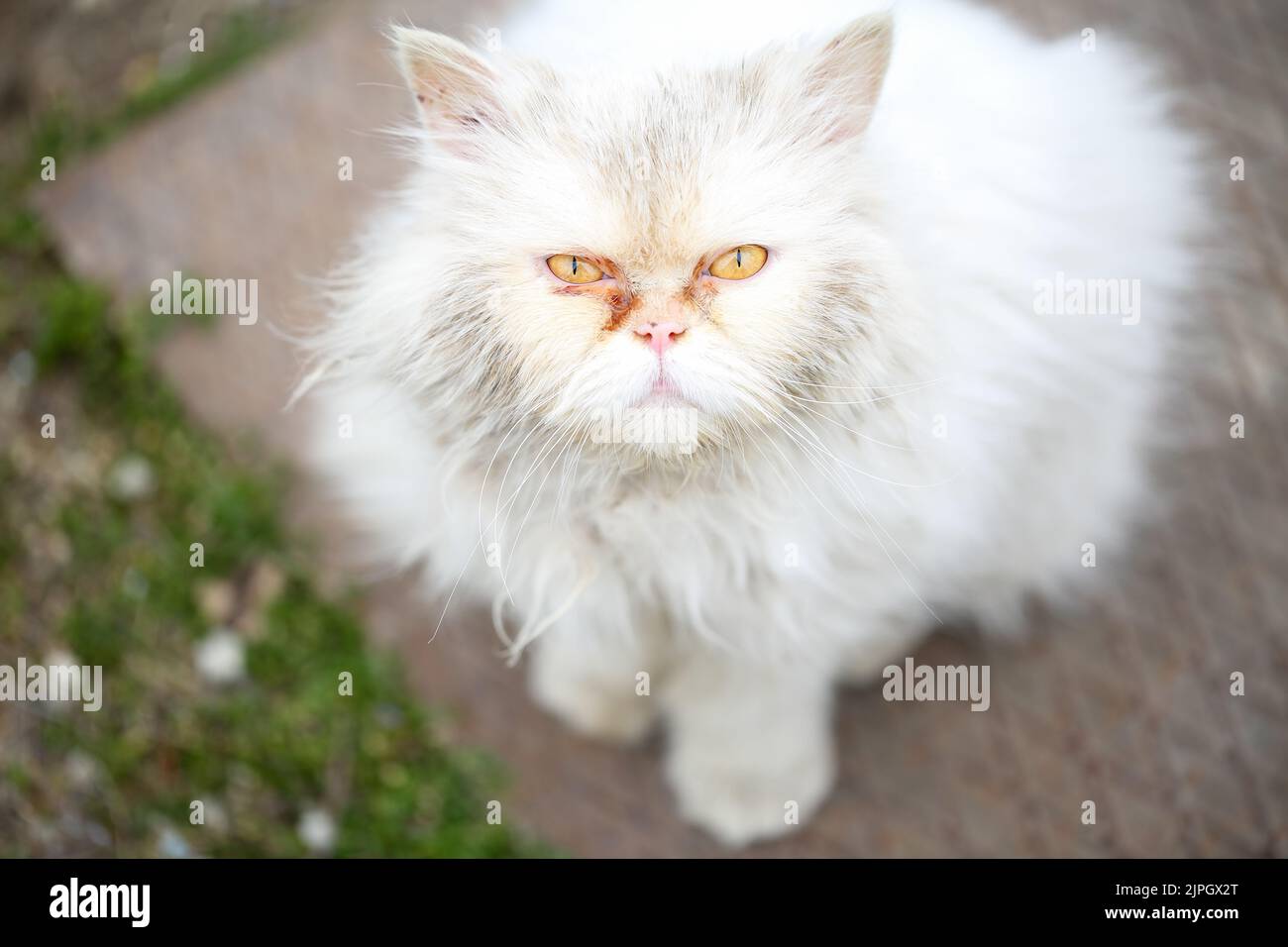 Close up, high angle view portrait of an abandoned white Persian cat