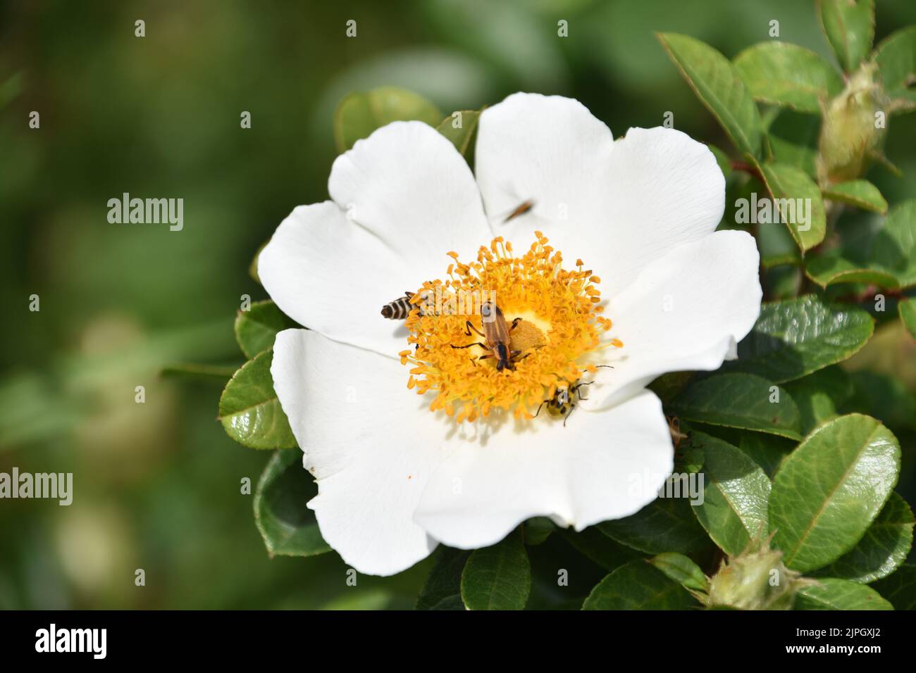 Close up look into a white rugosa rose blossom with a trio of bugs ...