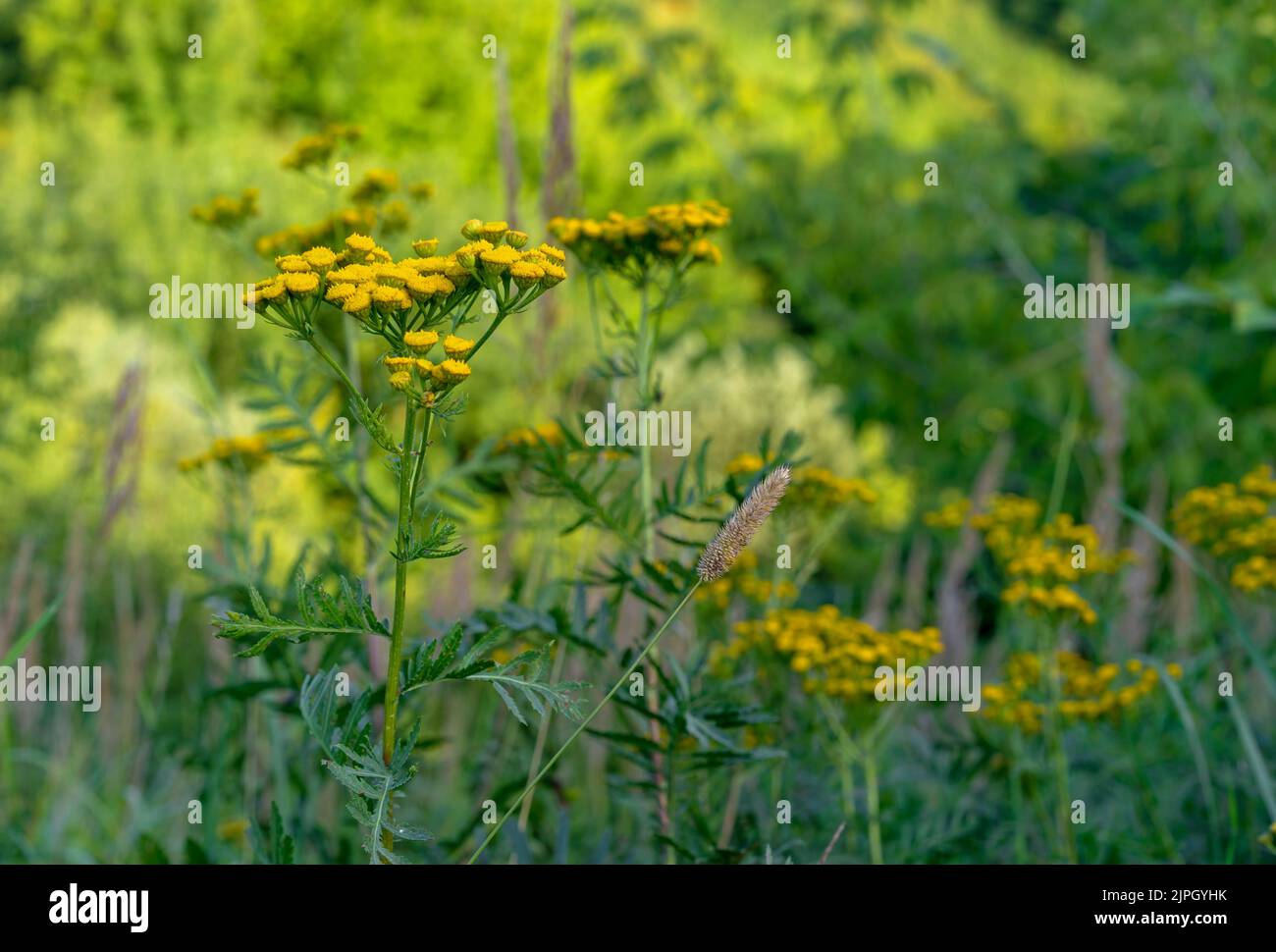 Yellow flowers of common tansy (Tanacetum vulgare, Golden Buttons, Bitter Buttons). Stock Photo