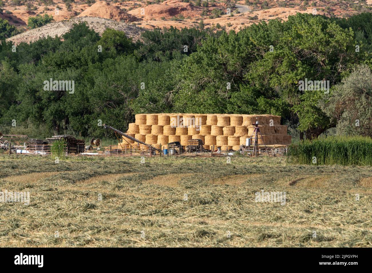Hay Night Rows Rows of cut sorghum hay drying in a filed and a stack of rolled hay ...