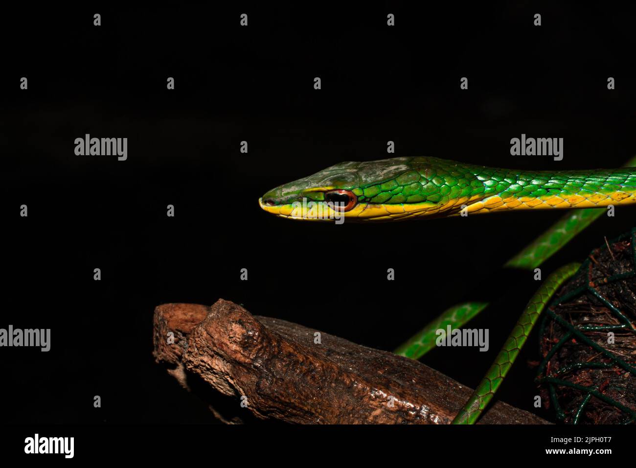 Snake wallpaper hi-res stock photography and images - Alamy