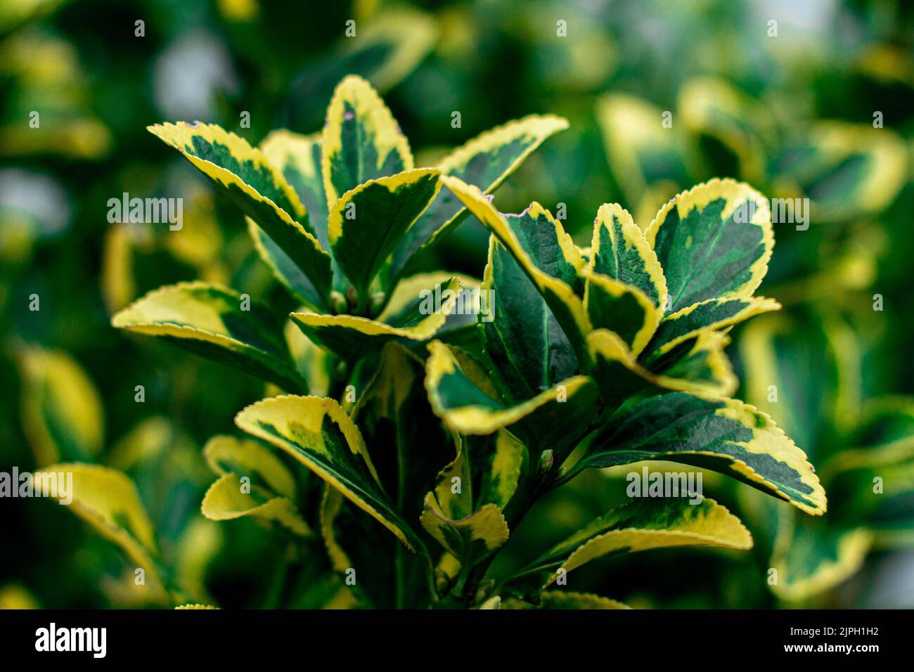 A closeup shot of the Euonymus japonicus plant Stock Photo