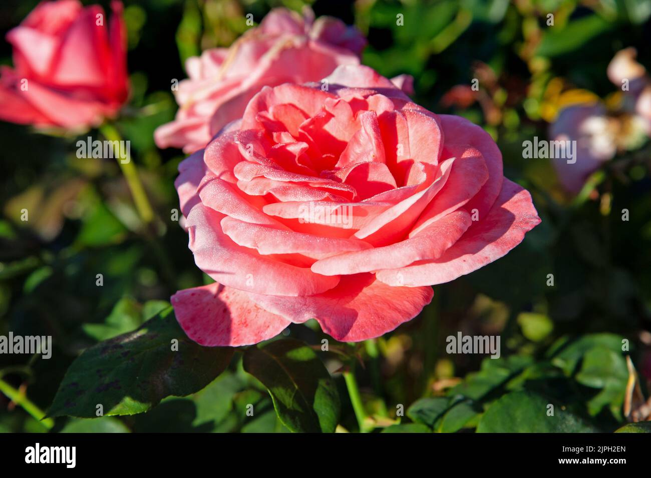 Beautiful pink roses blossom in the garden on a sunny day Stock Photo