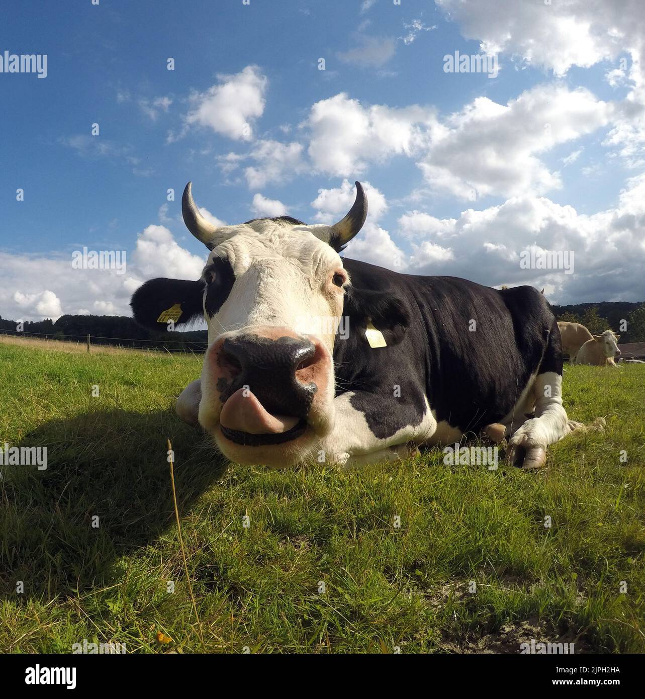 tongue, licking, cow, tongues, cows Stock Photo Alamy