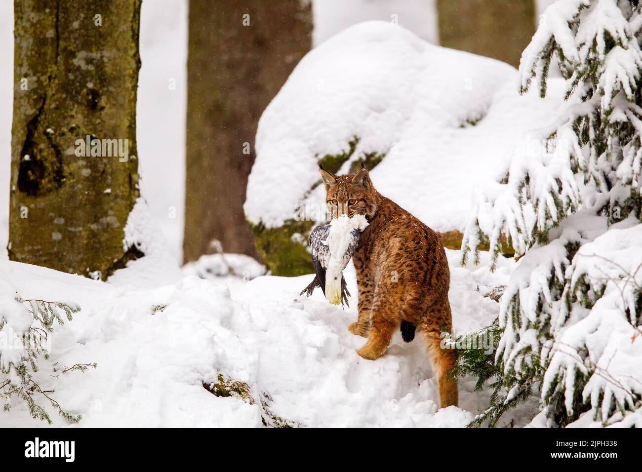 winter, prey, lynx, bavarian forest, lynx lynx, winters, lynxs ...