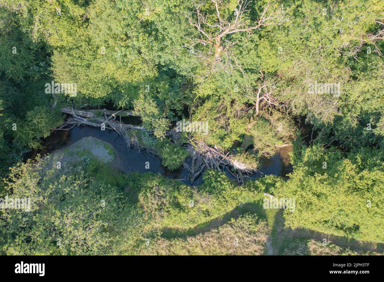 Aerial view of fallen trees in the Afon Cynin, Carmarthenshire, Wales, UK Stock Photo