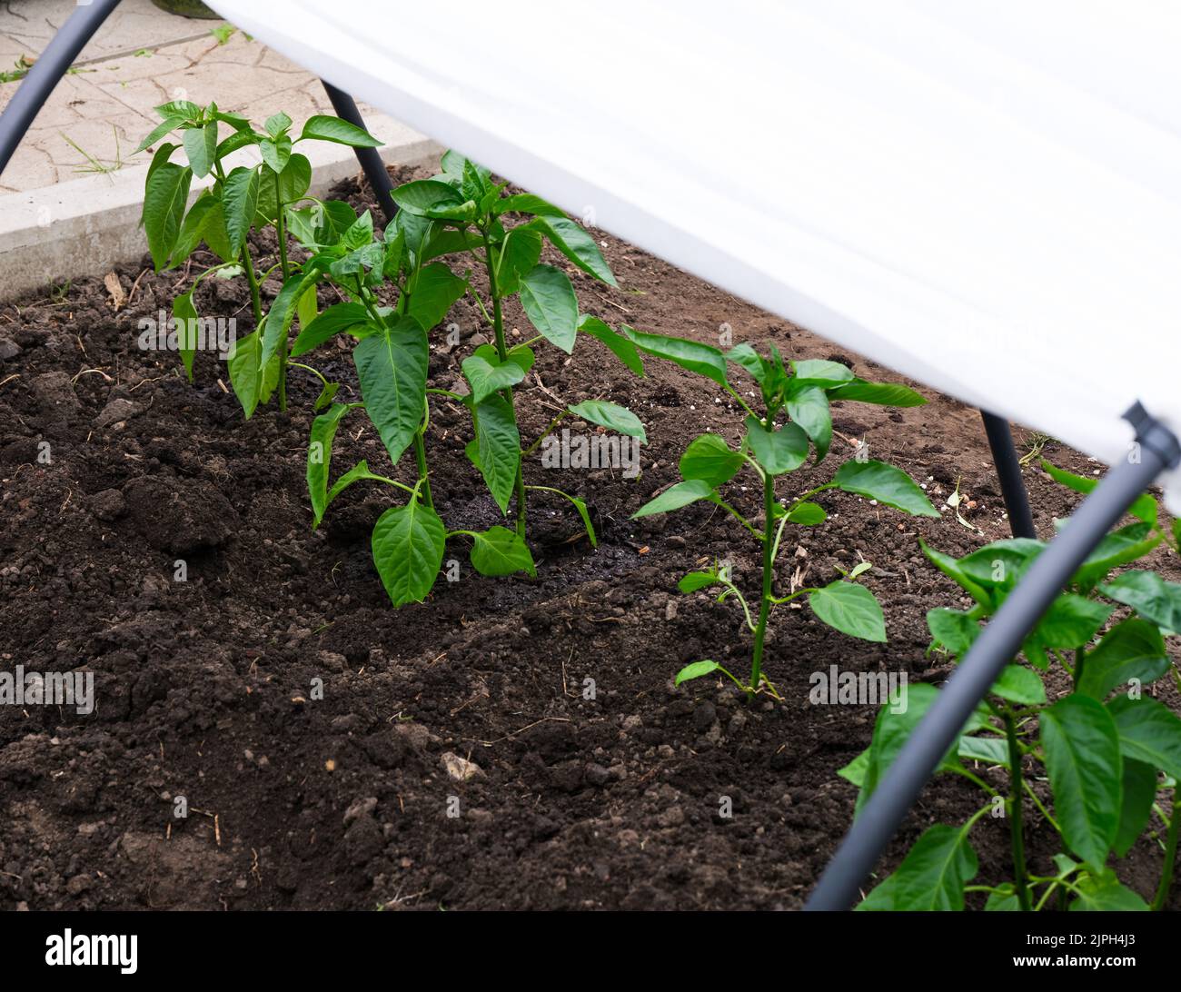 Young Pepper plants growing in a garden greenhouse Stock Photo Alamy