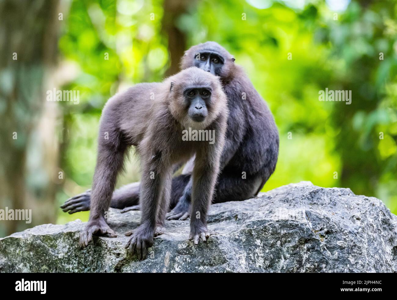 A pair endemic and endangered Moor Macaques (Macaca maura) in the wild. Bantimurung Bulusaraung National Park, Sulawesi, Indonesia. Stock Photo