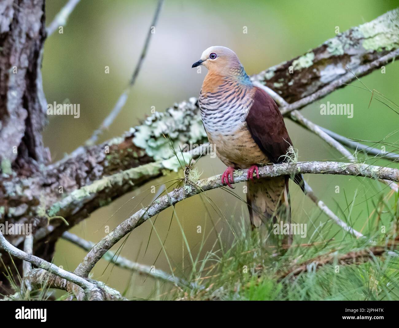 A Sultan's Cuckoo-Dove (Macropygia doreya) perched on abranch. Sulawesi, Indonesia. Stock Photo