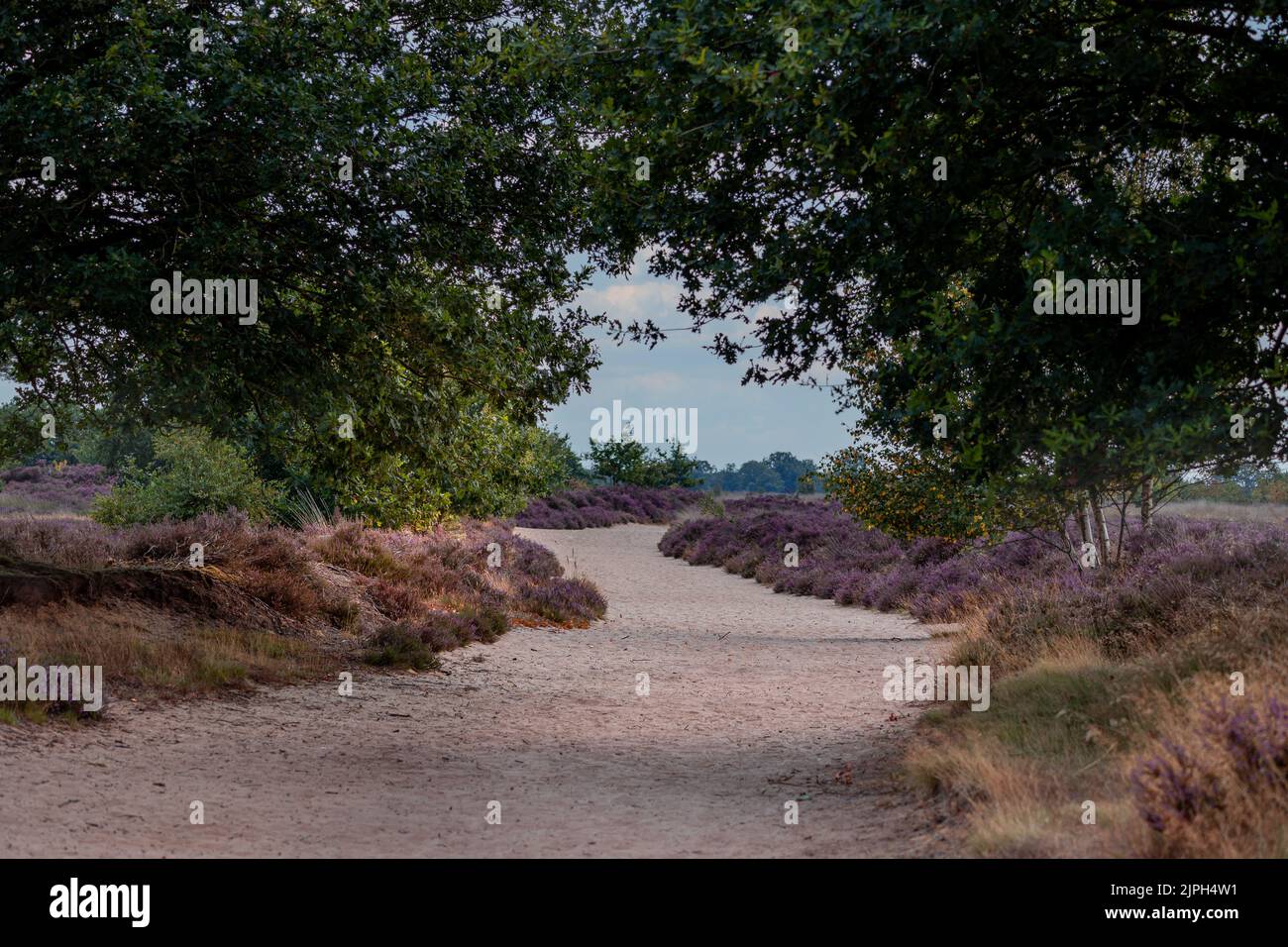 The beautiful nature reserve with the name Balloërveld, with sand drifts, flowering heaths and beautiful trees, province of Drenthe the Netherlands Stock Photo