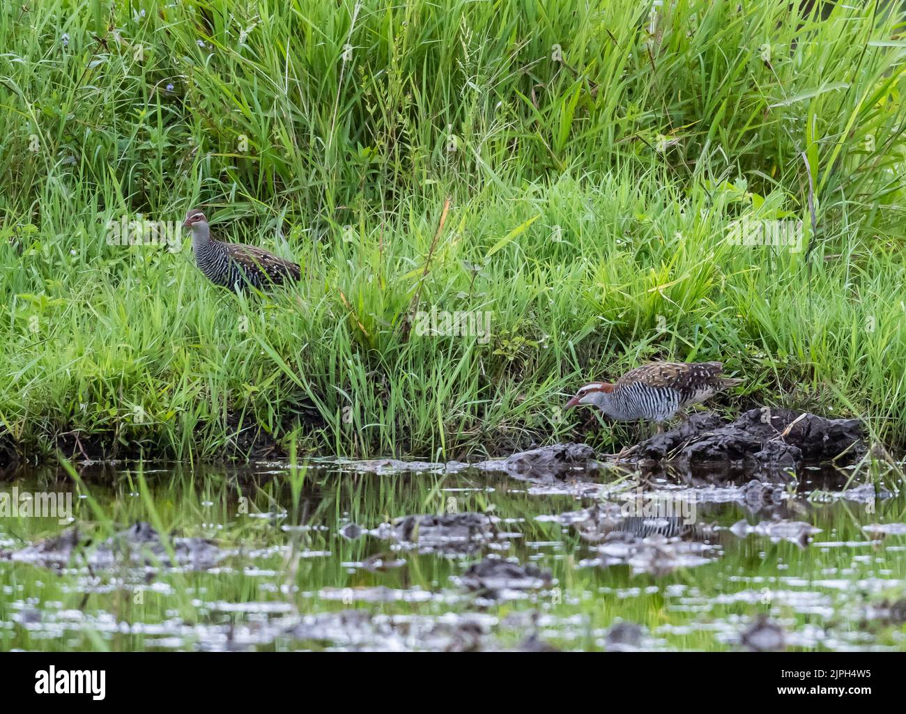 A pair Buff-banded Rails (Gallirallus philippensis) foraging by a pond. Sulawesi, Indonesia. Stock Photo