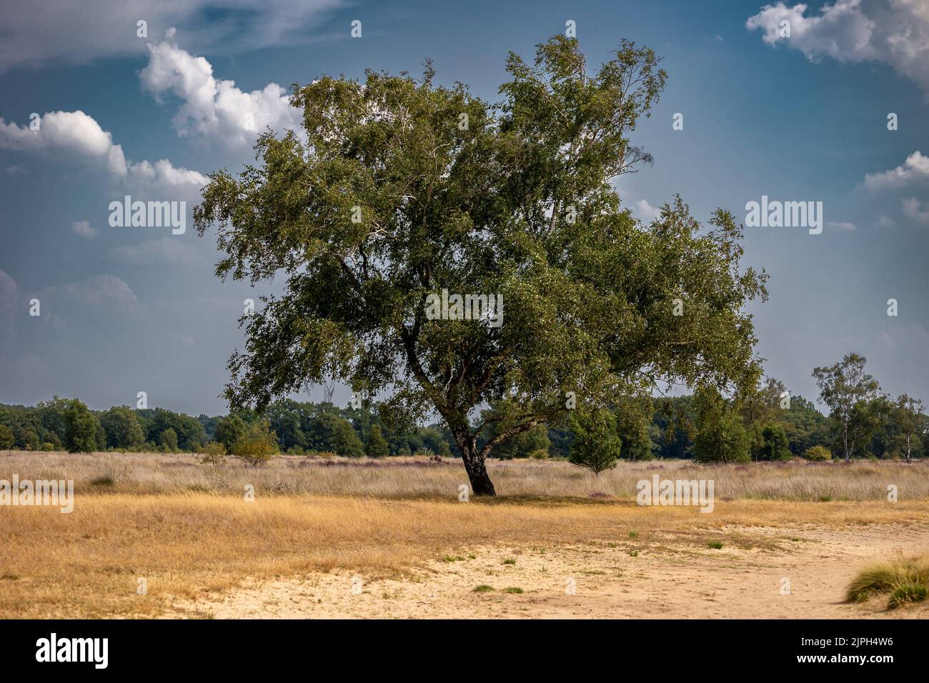 The beautiful nature reserve with the name Balloërveld, with sand drifts, flowering heaths and beautiful trees, province of Drenthe the Netherlands Stock Photo