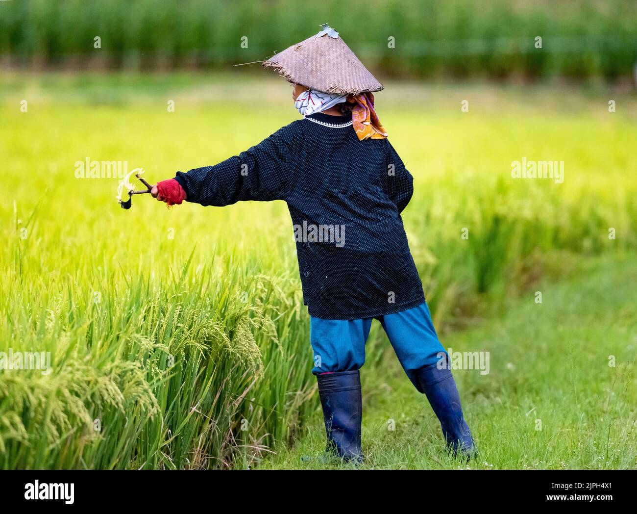 An Indonesia woman using sling shot to drive away birds in rice field. Sulawesi, Indonesia. Stock Photo