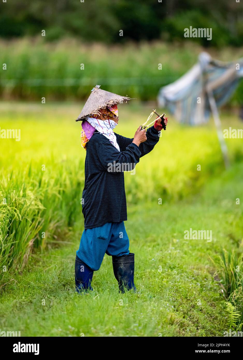 An Indonesia woman using sling shot to drive away birds in rice field. Sulawesi, Indonesia. Stock Photo