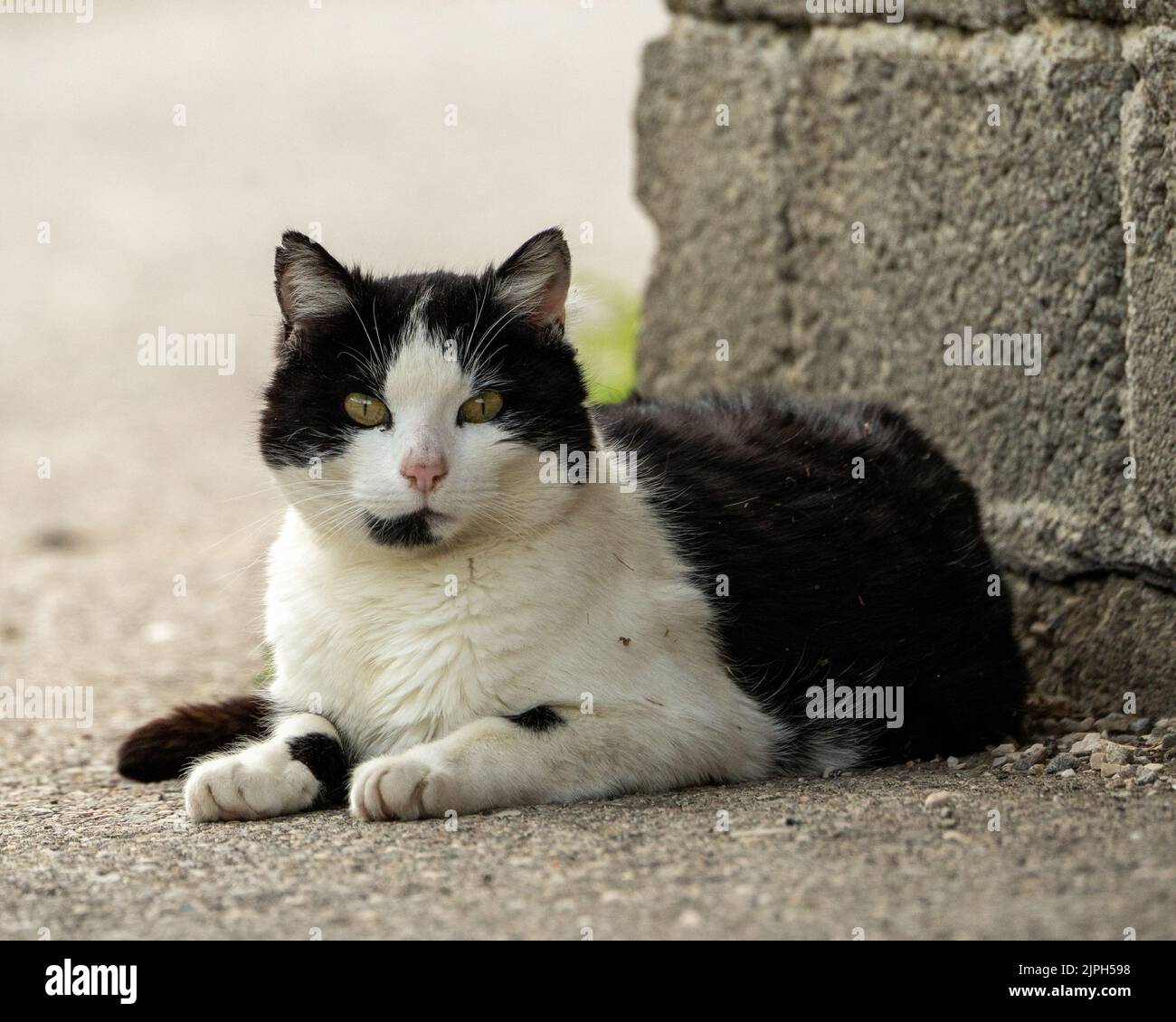 A closeup of a black and white cat with green eyes laying on the street ...