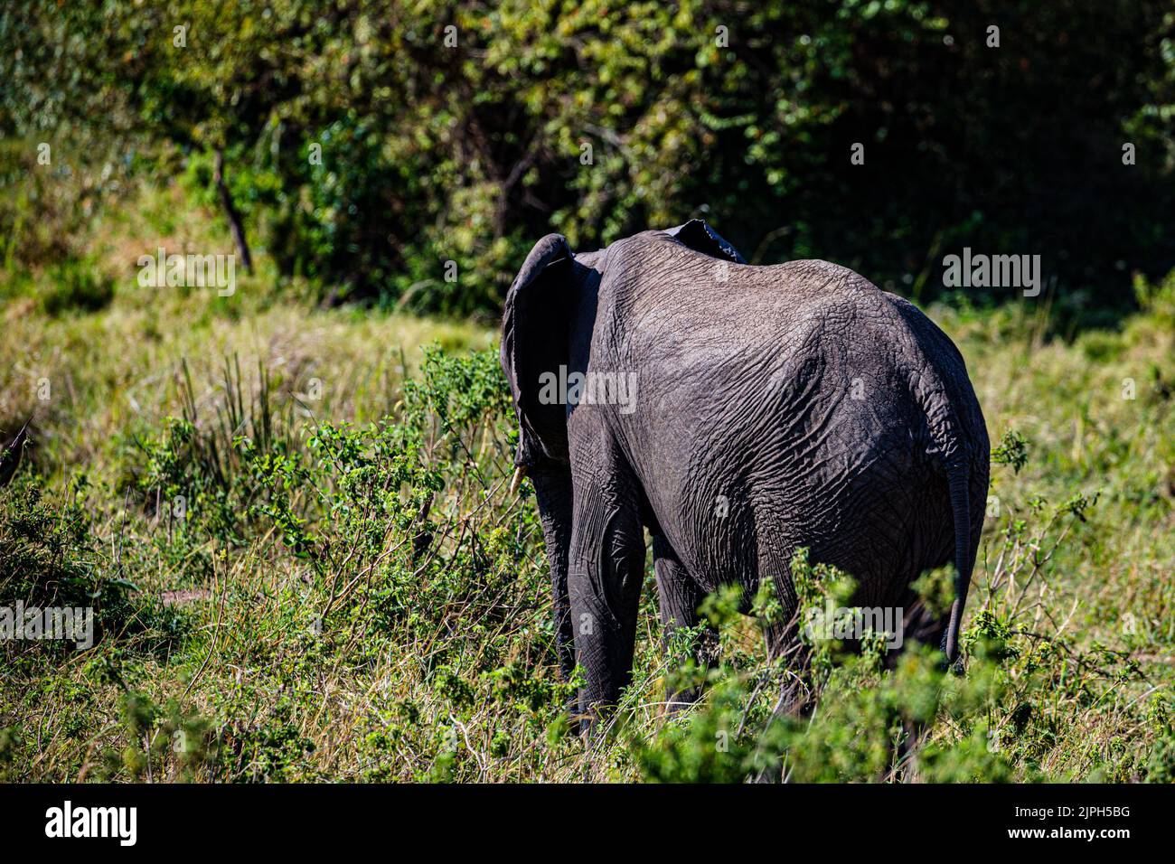 African elephants are members of the genus Loxodonta comprising two living elephant species, the African bush elephant and the smaller African forest Stock Photo