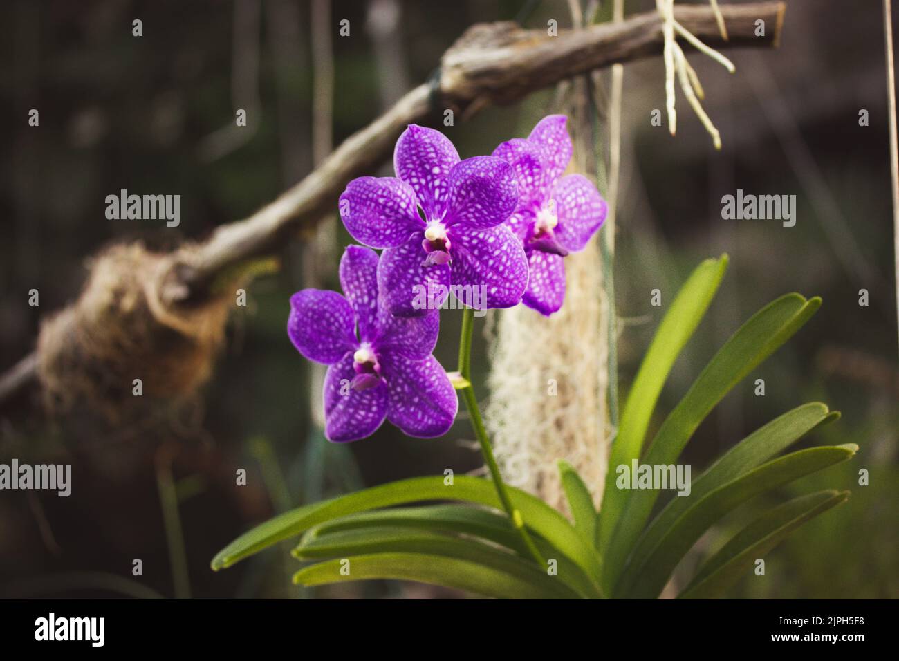 Growing purple orchid flowers in white spots in a botanical garden. Growing exotic Phalaenopsis flower full bloom. Blooming flowers pistil stamen in a Stock Photo