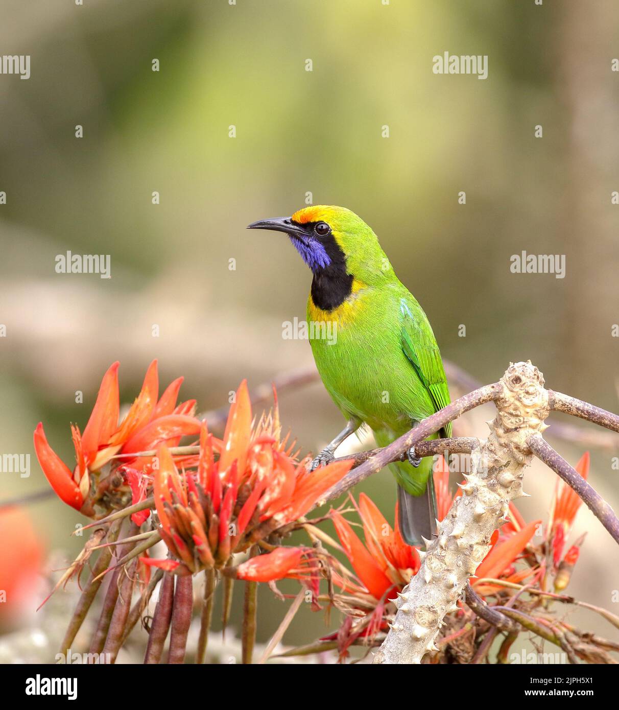 Golden-fronted leafbird is a species of leafbird. It is found from the Indian subcontinent and south-western China, to south-east Asia and Sumatra. Stock Photo