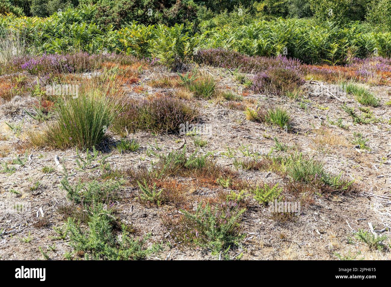 Grasses Gorse Ferns And Heathers During Drought Bovington Dorset Grasses Gorse Ferns And Heathers During Drought Bovington Dorset