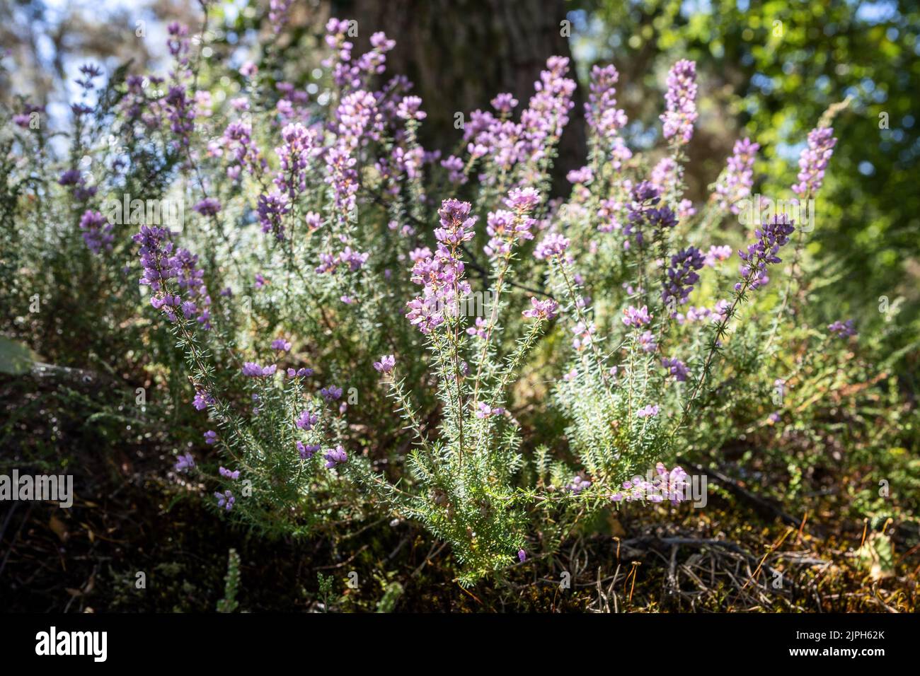 Heather in bloom, summertime, Bovington Wood, Dorset, UK Stock Photo