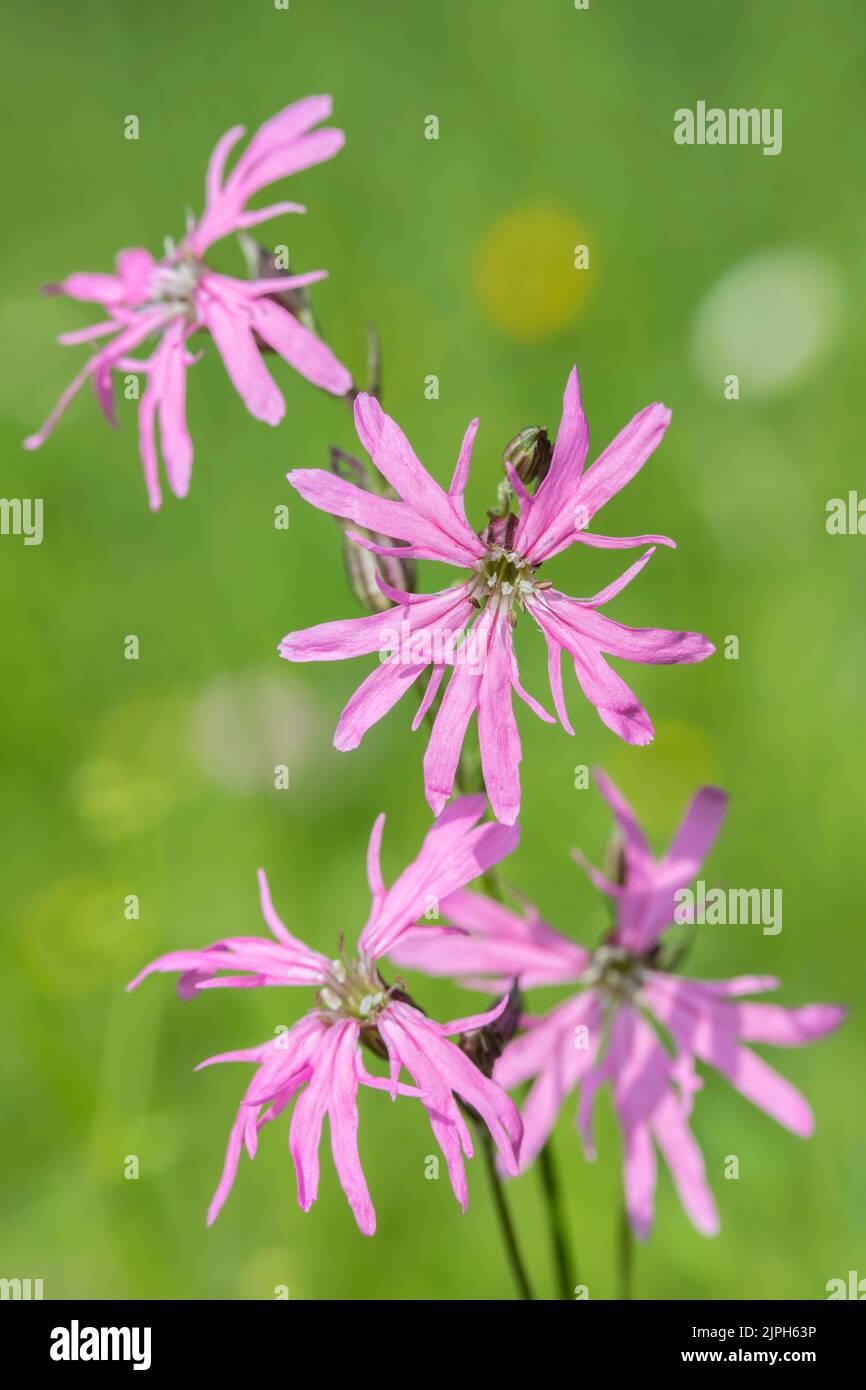 Pink blossoms of ragged-robin (Silene flos-cuculi). Stock Photo