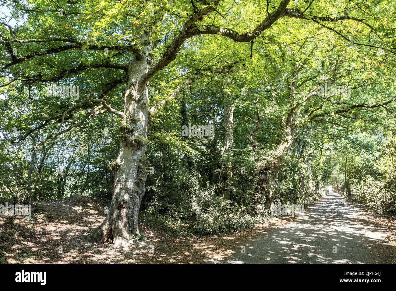 Track, Bovington Wood, summertime, Bovington, Dorset, UK Stock Photo ...