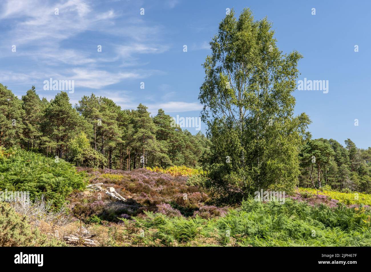 Open area of Bovington Wood, summertime, Bovington, Dorset, UK Stock Photo Alamy
