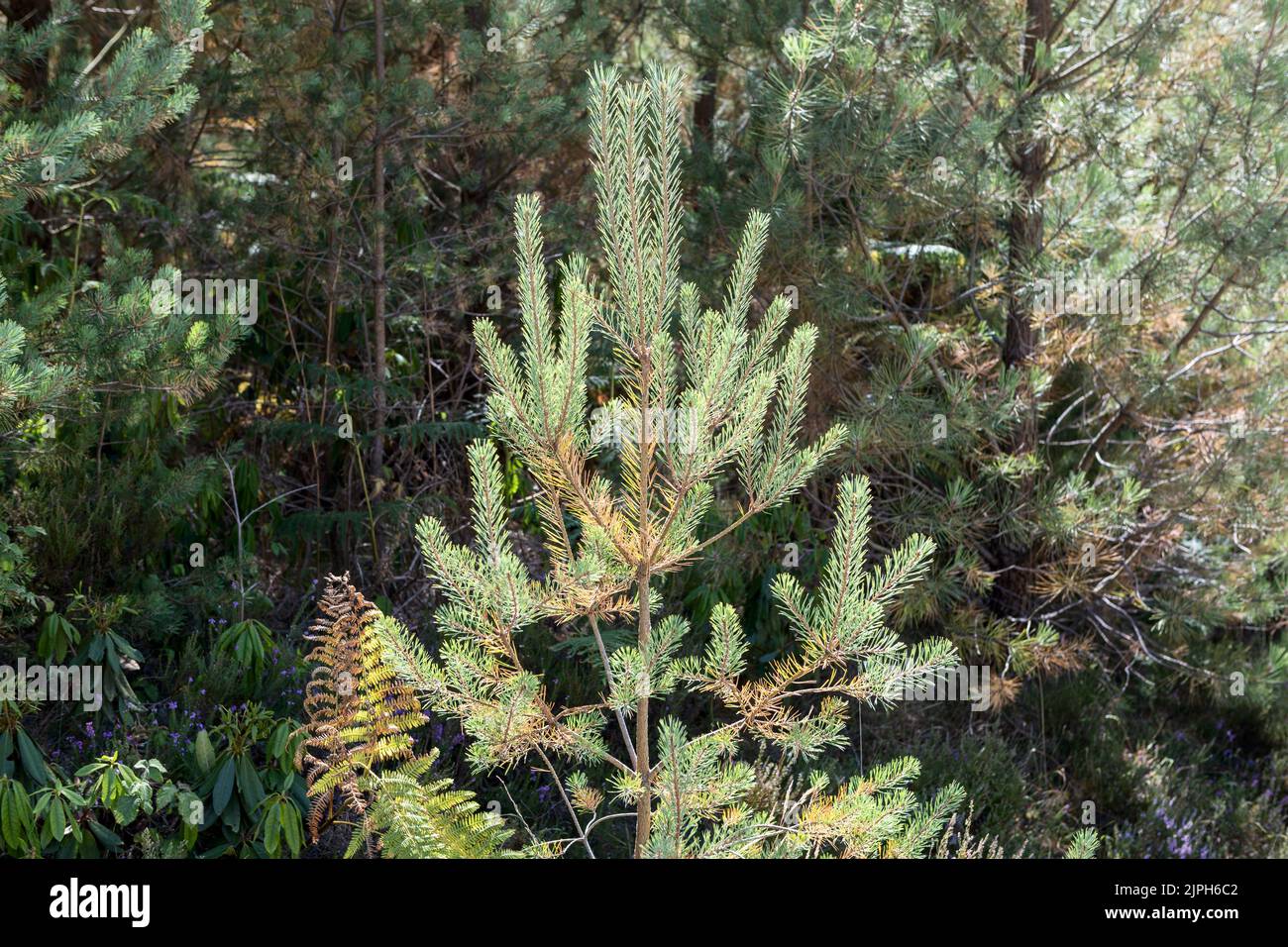 Fir tree during drought showing dying spines summertime, Moreton