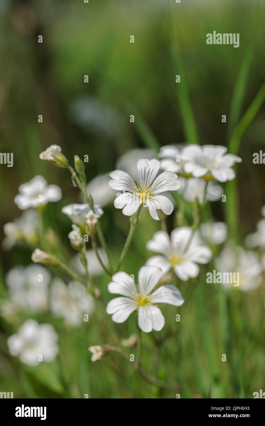 Blooming field mouse-ear (Cerastium arvense). Stock Photo