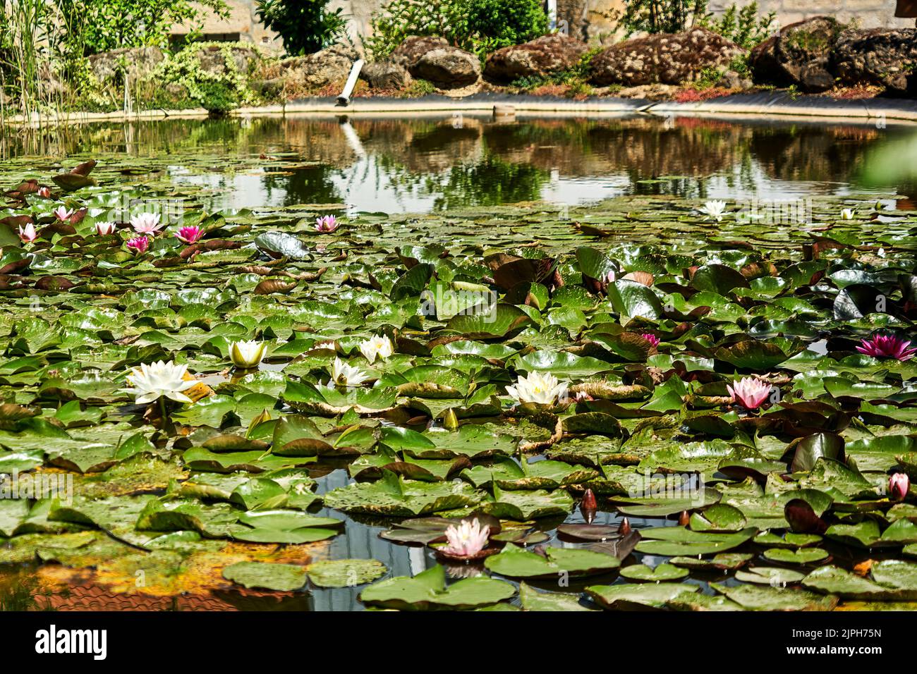 Small water lily pond with a dense carpet of water lilies in foreground and out of focus