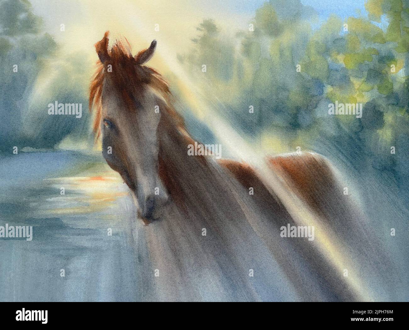 Beautiful young horse in the summer morning landscape Stock Photo - Alamy