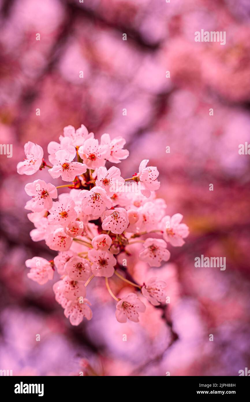 A vertical closeup shot of a blooming pink cherry blossom branch Stock ...