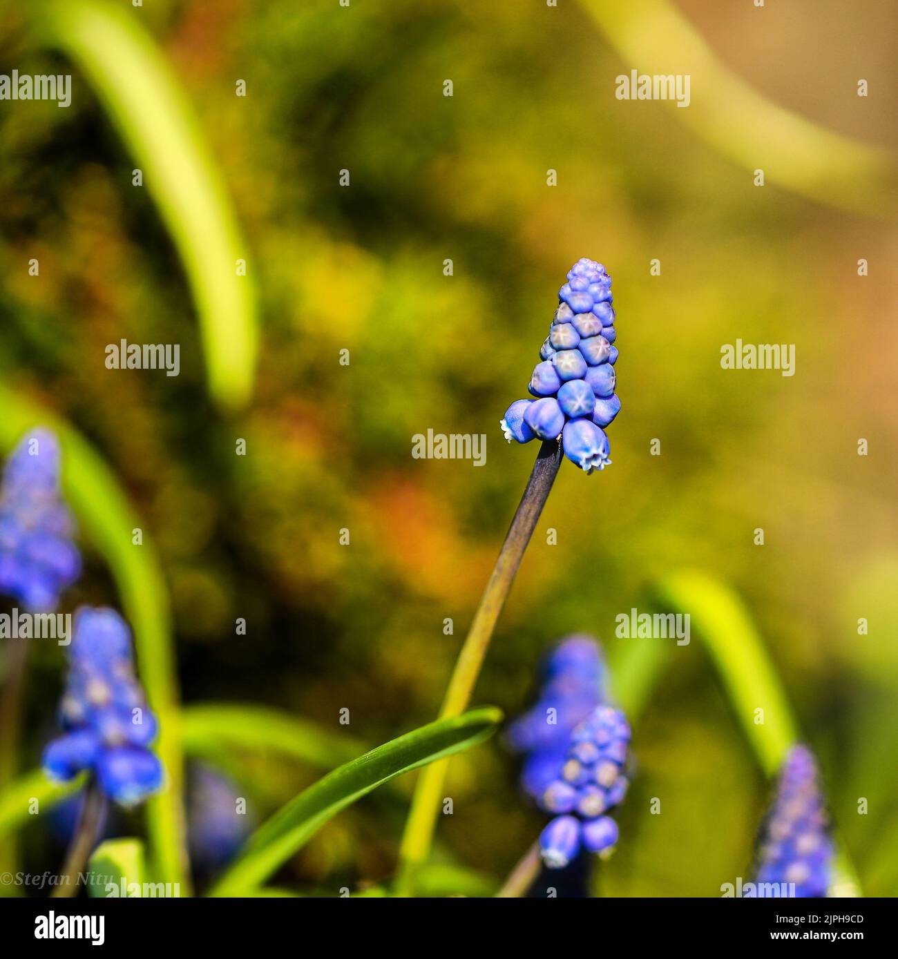 A closeup shot of a grape hyacinth flower on a sunny day in a blurred background Stock Photo