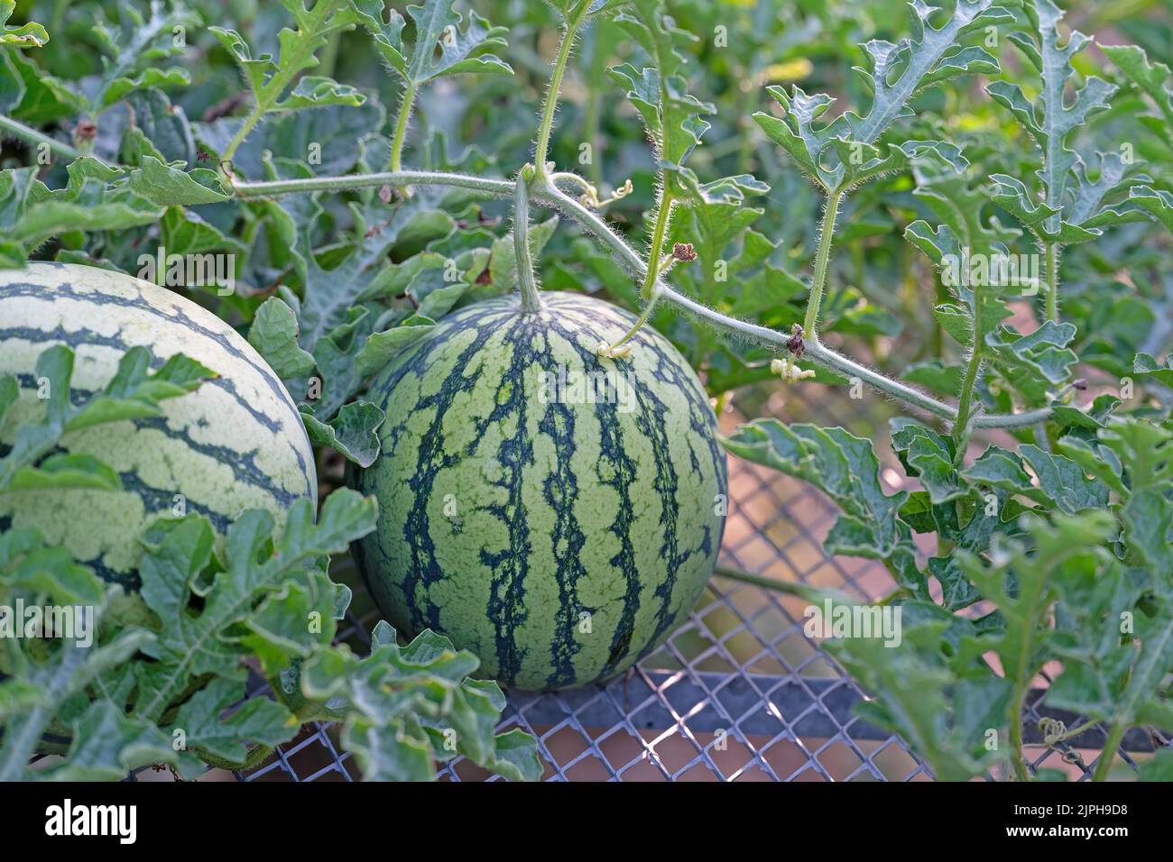 Watermelon, Citrullus lanatus, on a trellis in a garden Stock Photo