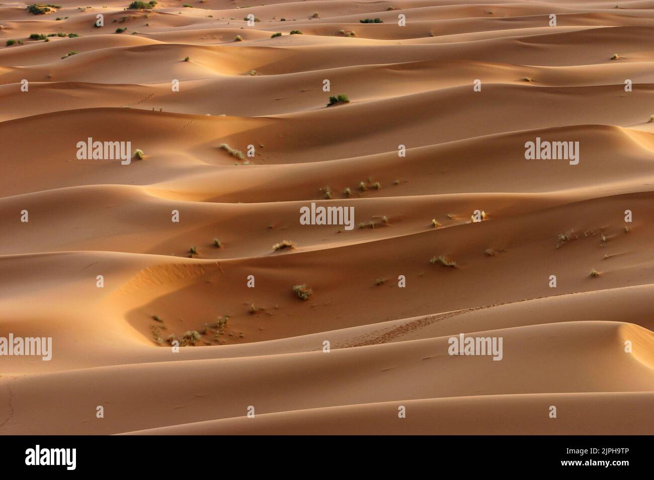 Sand dunes in the Sahara desert Stock Photo