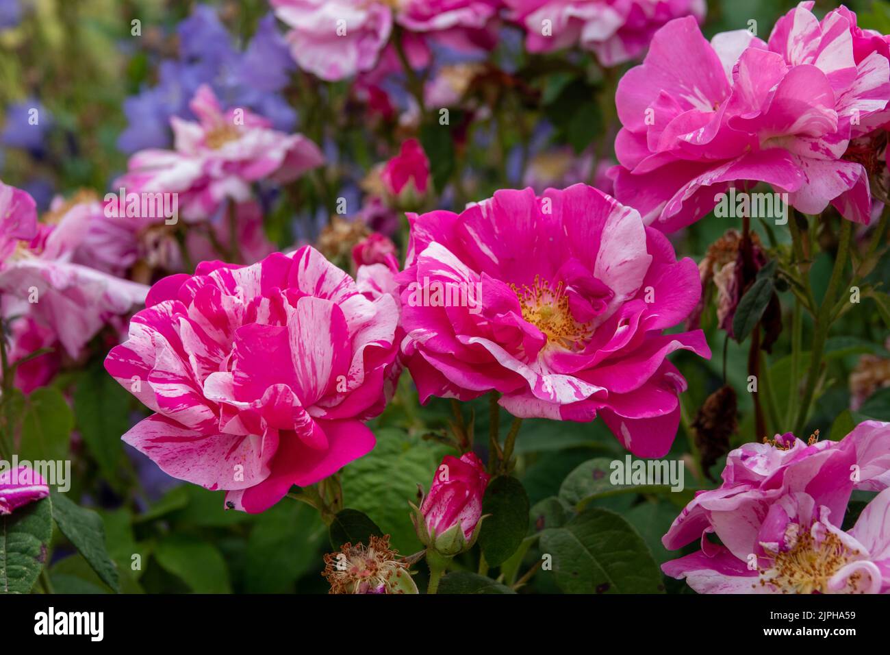 Raspberry cream twirl climbing rose with deep pink double flowers Stock Photo