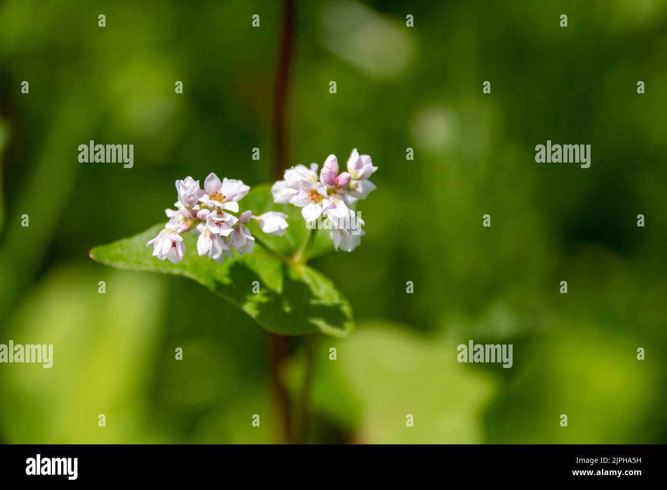 close up of pink white flowers of buckwheat fagopyrum esculentum plant and heart shaped leaf against a blurred green background Stock Photo