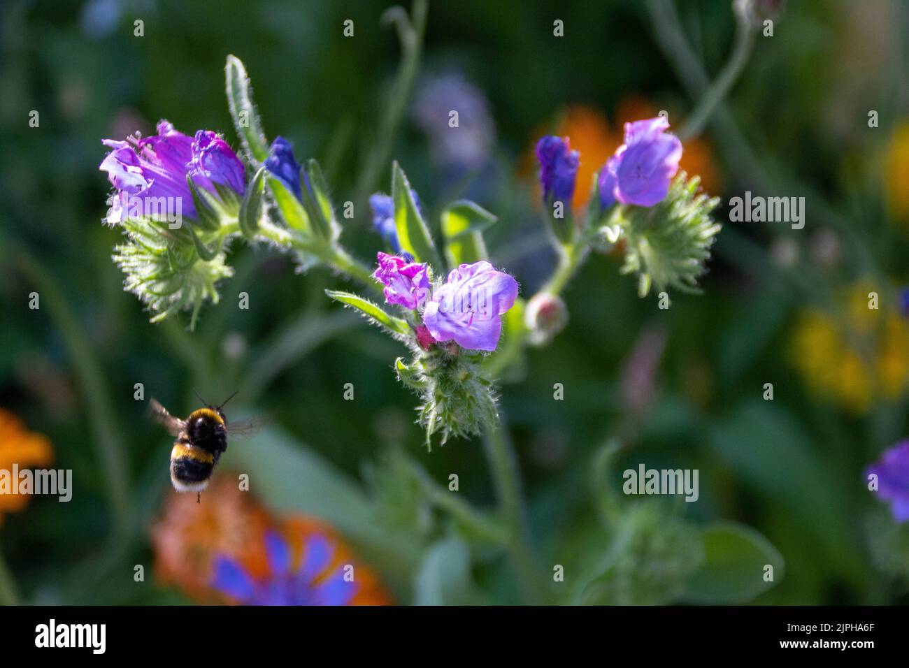 bumble bee flying towards blue shaped flowers of viper's bugloss Stock Photo