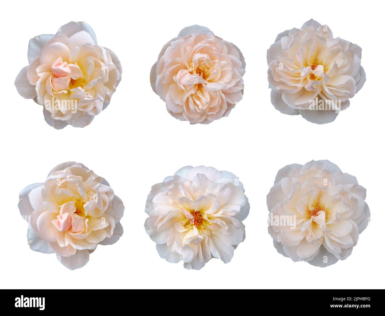 set of roses in white color isolated on white background Stock Photo ...