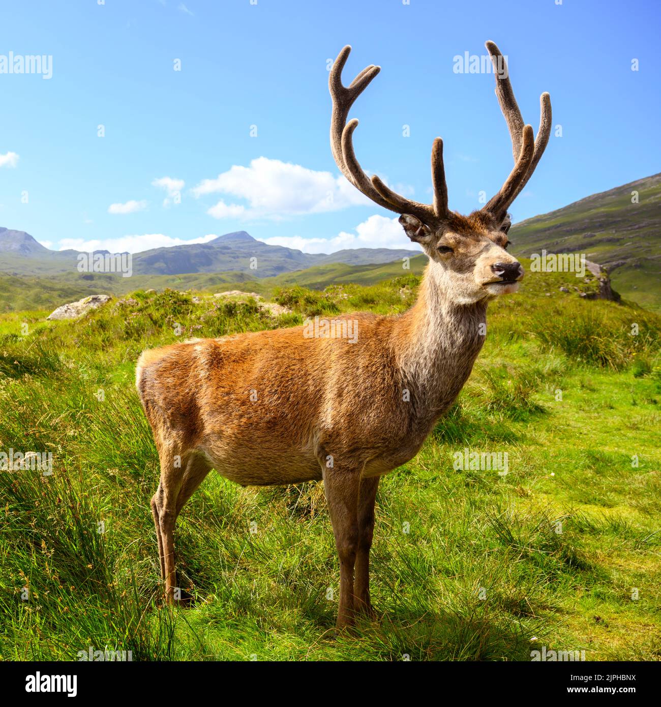 Callum Is A Wid Red Deer Stag That Lives In Torridon In The Scottish 