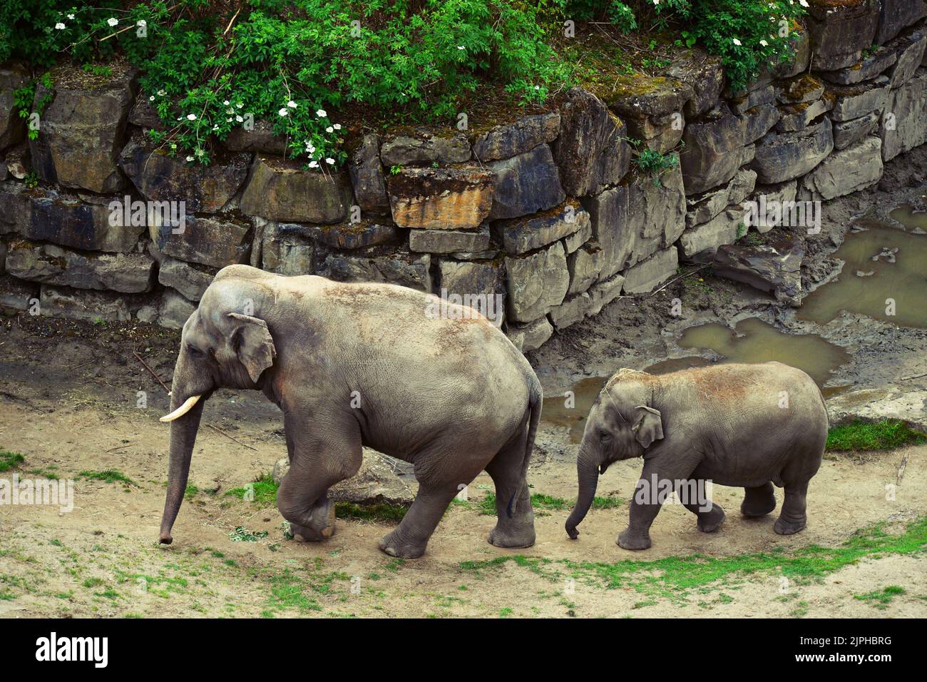 Two elephants walking together Stock Photo Alamy